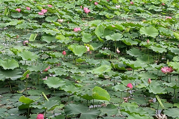 這個(gè)夏天榆林最美的風(fēng)景4.jpg
