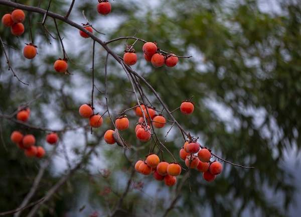 _MG_1537 拷貝.jpg
