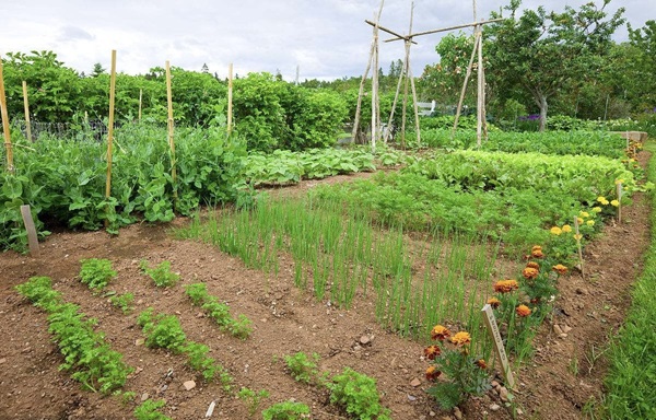 夏日里的菜園.JPG