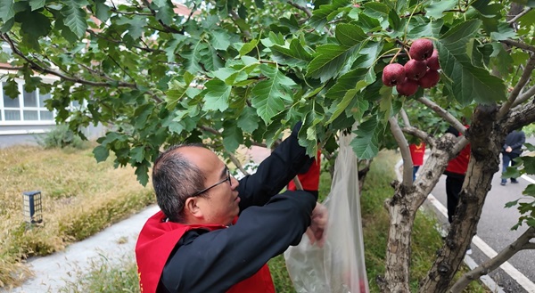 金秋山楂紅 采摘共享樂(1).jpg