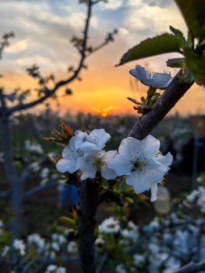 沙梨花.jpg
